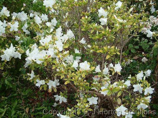 Azalea Iron Deficiency 